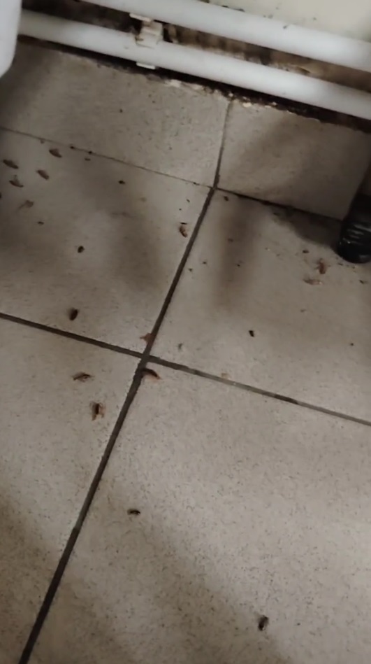 Видео обработки квартиры от блох в Москве методом холодного тумана